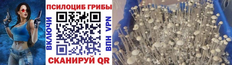 Псилоцибиновые грибы мицелий  Остров 